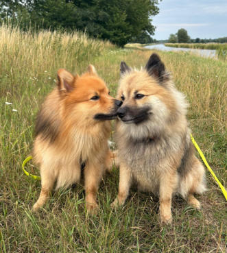 Briska-Ida und Goya von Jaluk Aurora